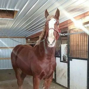 Meet your Posher, Merle